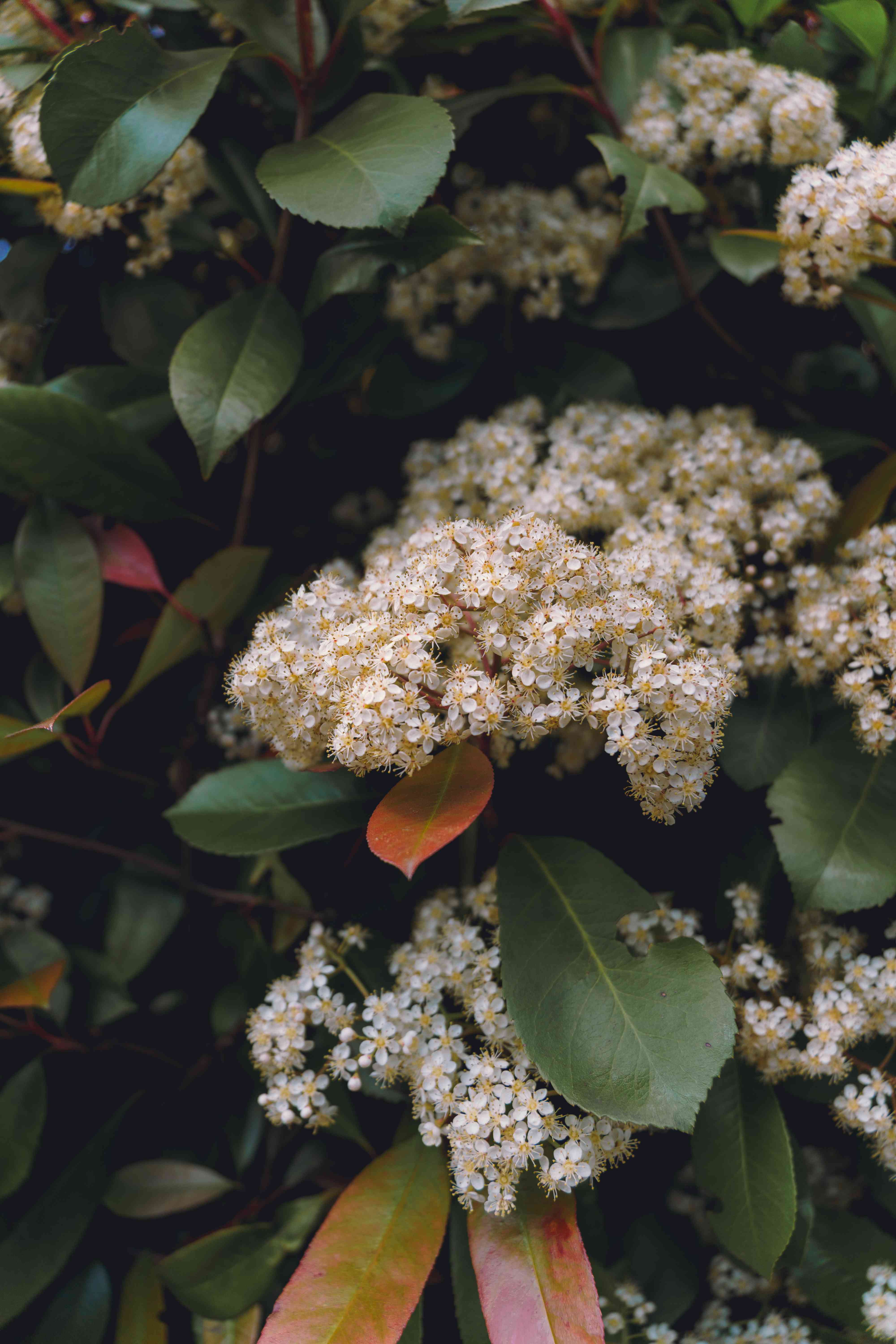 Photinia